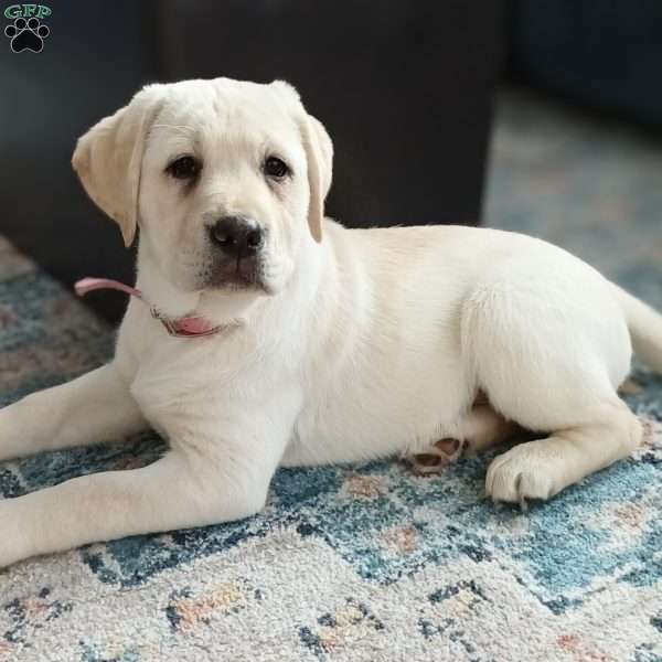 Tinkerbelle, Yellow Labrador Retriever Puppy