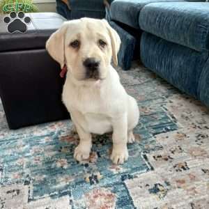 Poppy, Yellow Labrador Retriever Puppy