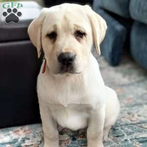 Poppy, Yellow Labrador Retriever Puppy