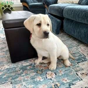 Poppy, Yellow Labrador Retriever Puppy