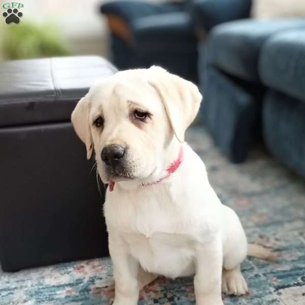 Poppy, Yellow Labrador Retriever Puppy