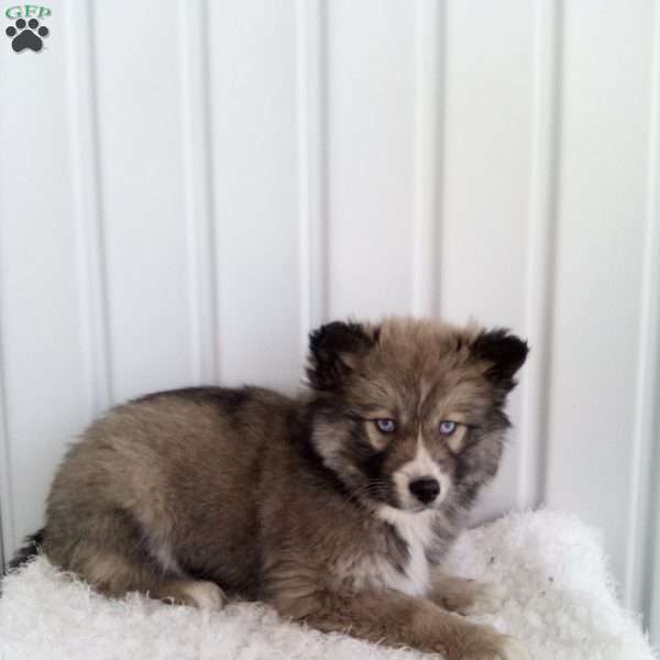 Jody, Pomsky Puppy