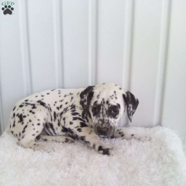 Shelly, Dalmatian Puppy