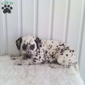 Shelly, Dalmatian Puppy