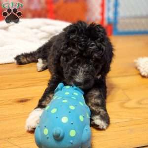 Cowboy, Bernedoodle Puppy