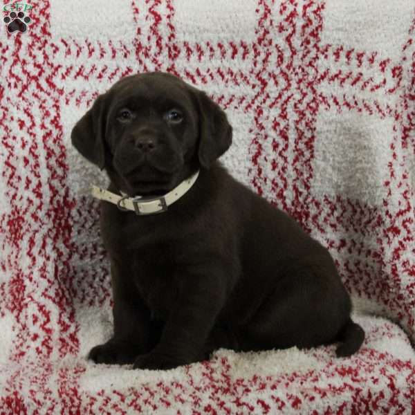 Allie, Chocolate Labrador Retriever Puppy