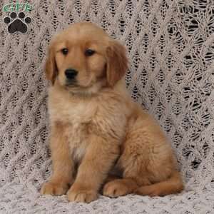 Savannah, Golden Retriever Puppy