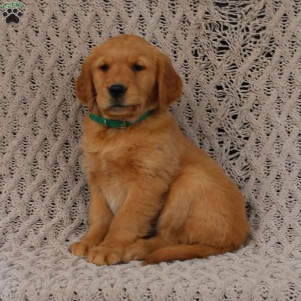 Skye, Golden Retriever Puppy