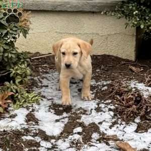 Aspen, Yellow Labrador Retriever Puppy