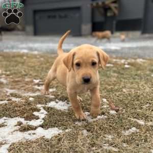 Ranger, Yellow Labrador Retriever Puppy