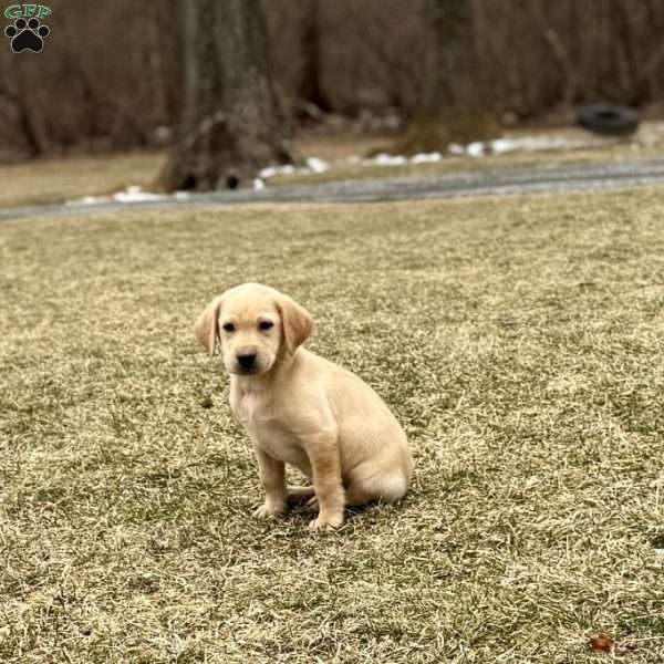 Aspen, Yellow Labrador Retriever Puppy