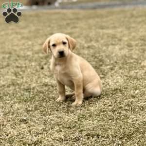 Aspen, Yellow Labrador Retriever Puppy