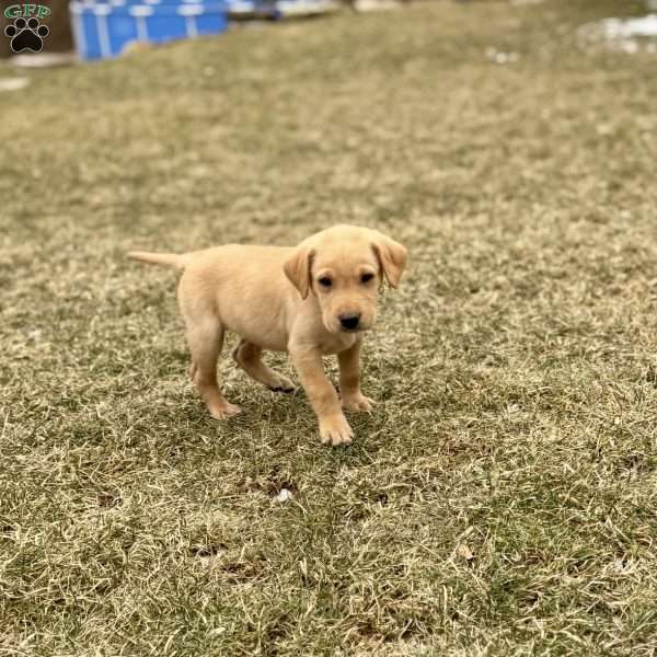 Ranger, Yellow Labrador Retriever Puppy