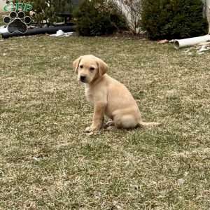 Ranger, Yellow Labrador Retriever Puppy