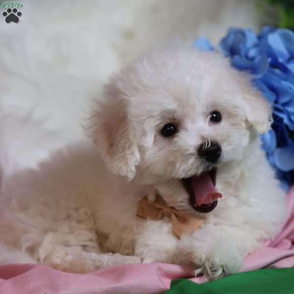 Georgie, Bichon Frise Puppy