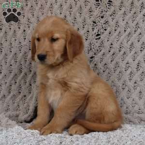 Sadie, Golden Retriever Puppy