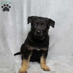 Tracker, German Shepherd Puppy