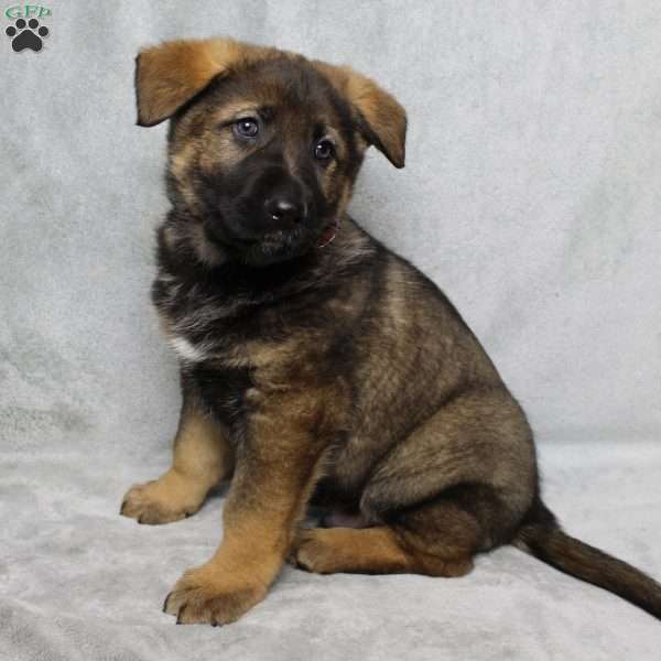 Max, German Shepherd Puppy