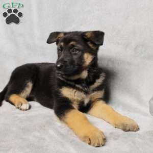 Sophie, German Shepherd Puppy