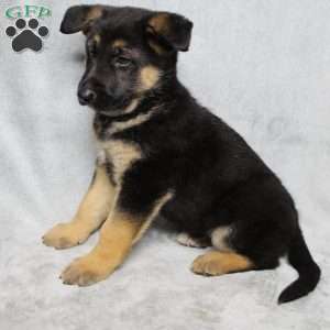 Sophie, German Shepherd Puppy