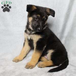 Sophie, German Shepherd Puppy