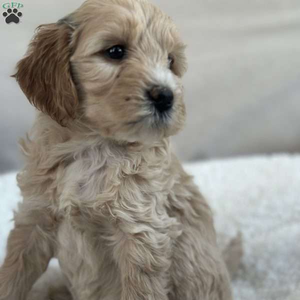 Bridget, Mini Goldendoodle Puppy