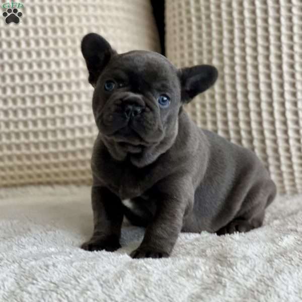 Chloe, French Bulldog Puppy