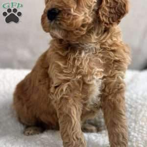 Wooton, Mini Goldendoodle Puppy