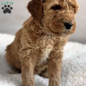Wooton, Mini Goldendoodle Puppy