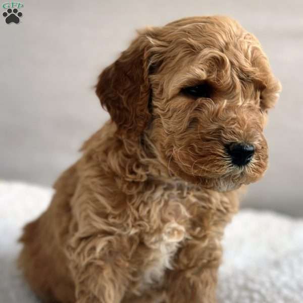 Wooton, Mini Goldendoodle Puppy