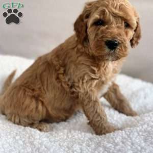 Wooton, Mini Goldendoodle Puppy