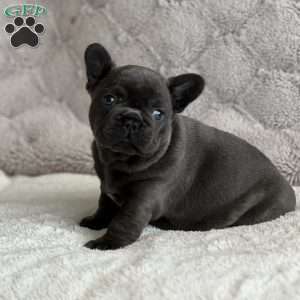 Chloe, French Bulldog Puppy