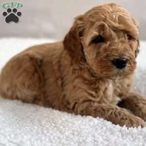 Wooton, Mini Goldendoodle Puppy