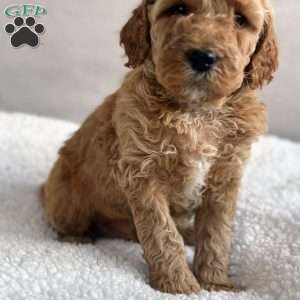 Wooton, Mini Goldendoodle Puppy