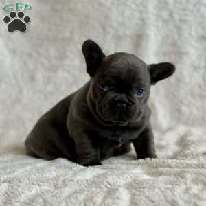 Chloe, French Bulldog Puppy