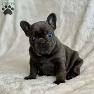 Ellie, French Bulldog Puppy