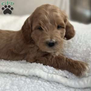 Rodney, Mini Goldendoodle Puppy