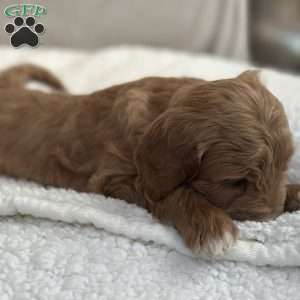 Rodney, Mini Goldendoodle Puppy