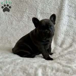 Ellie, French Bulldog Puppy