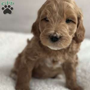 Rodney, Mini Goldendoodle Puppy