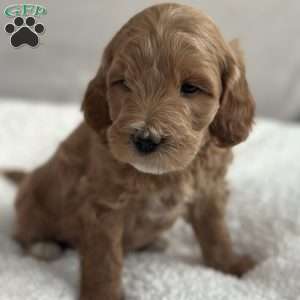 Rodney, Mini Goldendoodle Puppy