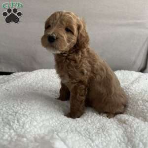 Rodney, Mini Goldendoodle Puppy