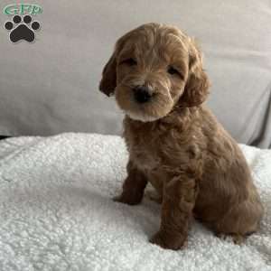 Rodney, Mini Goldendoodle Puppy