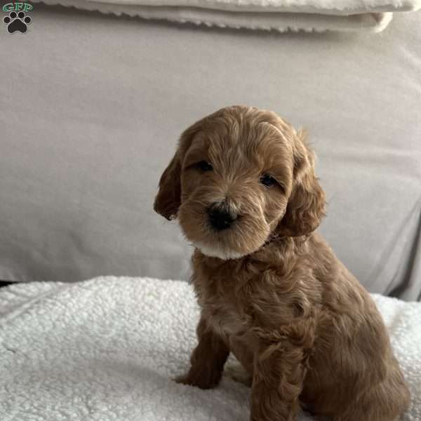 Rodney, Mini Goldendoodle Puppy