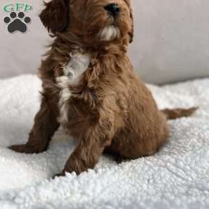 Lucy, Mini Goldendoodle Puppy