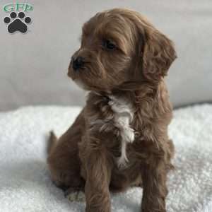 Lucy, Mini Goldendoodle Puppy