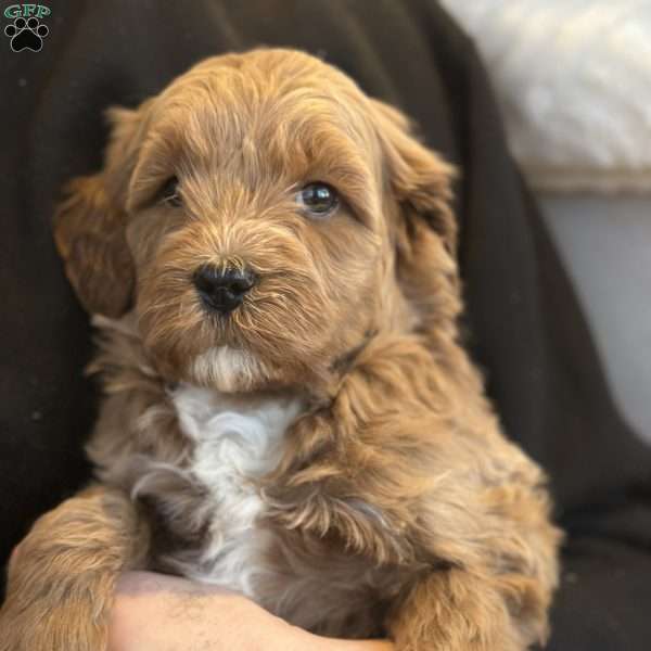 Lucy, Mini Goldendoodle Puppy