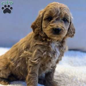 Jewels, Mini Goldendoodle Puppy