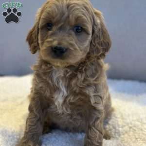 Jewels, Mini Goldendoodle Puppy