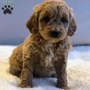 Jewels, Mini Goldendoodle Puppy